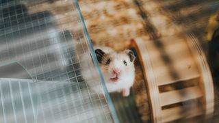 Hamster sitting inside cage