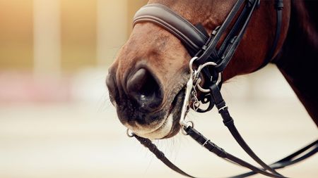 Close up of horse in double bridle