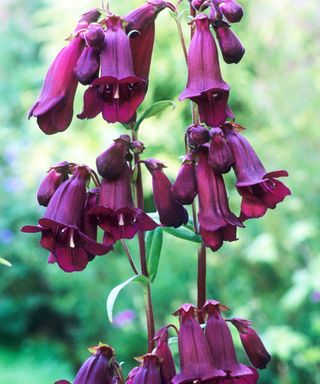 purple flowered penstemon ‘Pensham Plum Jerkum’