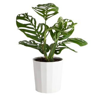 Costa Farms Live 30-inch Tall, Trending Tropicals Collection Monstera Esqueleto