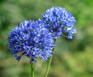 blue of the heavens alliums in flower