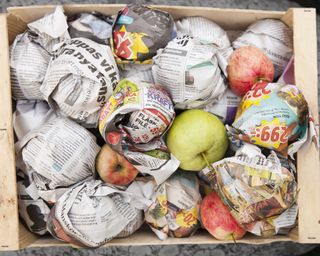 Apples wrapped in newspaper in a crate