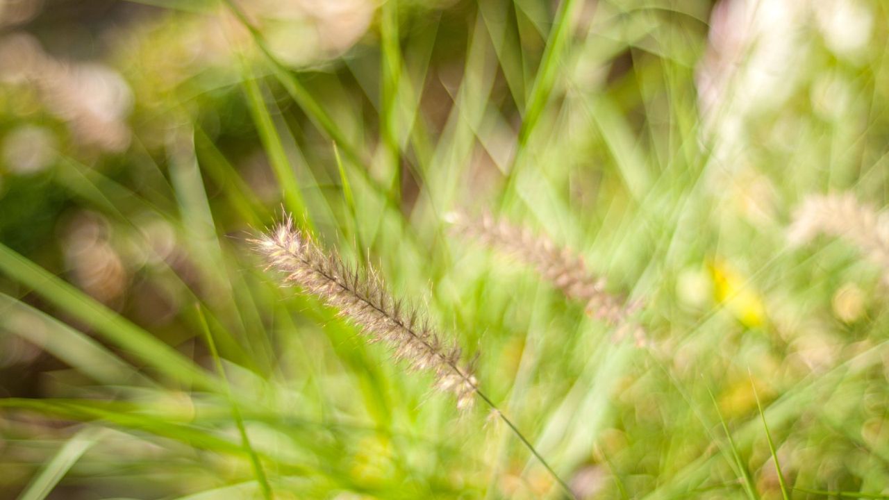 beige grass stem with green in background