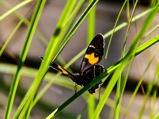 Black-and-yellow butterfly on blade of grass