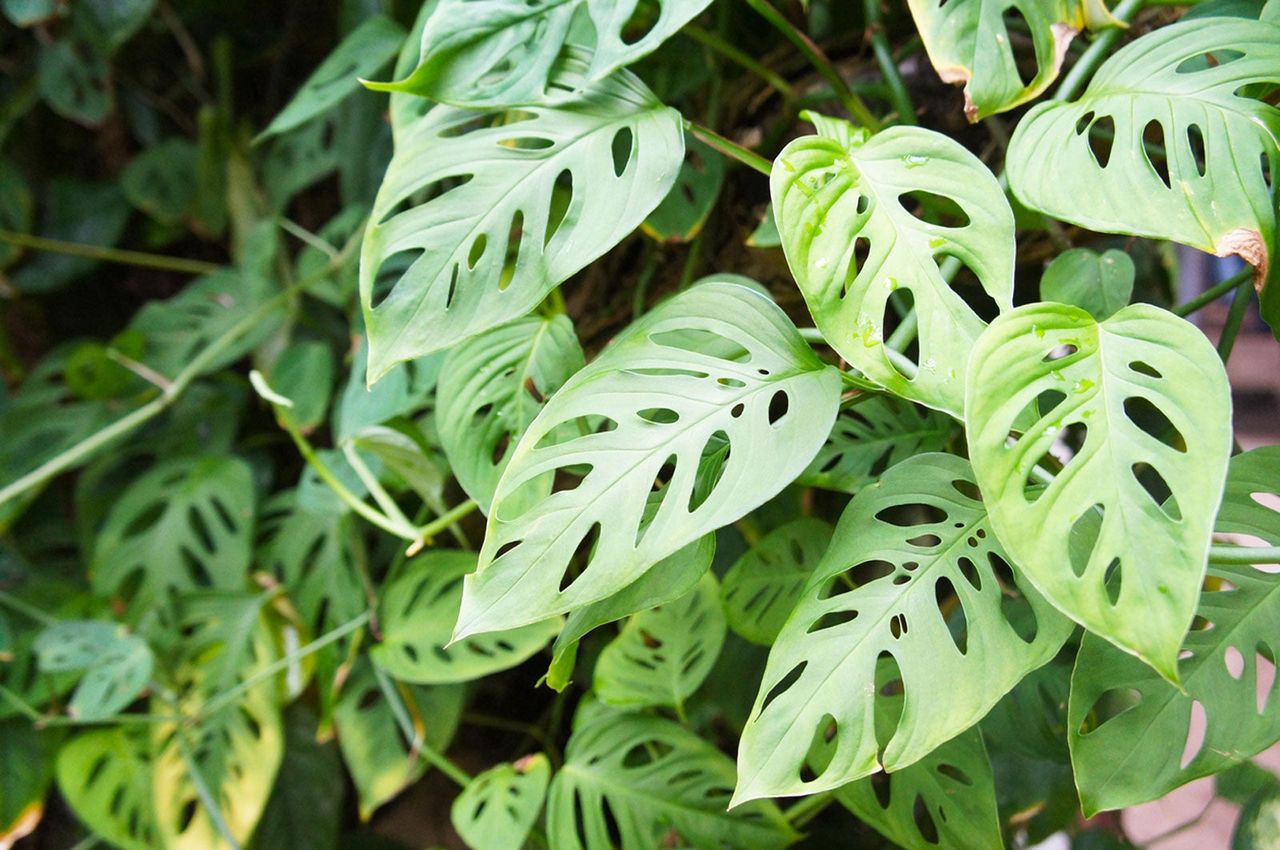 Adanson&amp;#39;s Monstera Plant