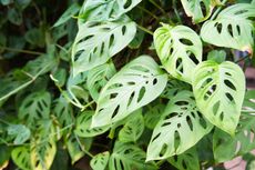 Adanson's Monstera Plant