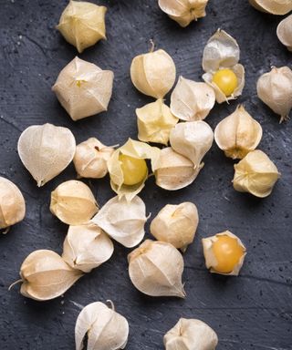 Harvested fruits of Physalis pruinosa on a black background