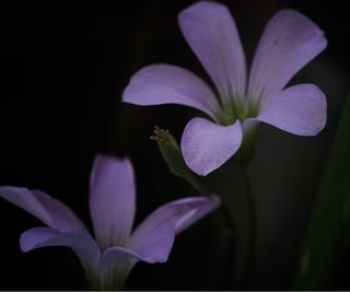 Flowers in dark