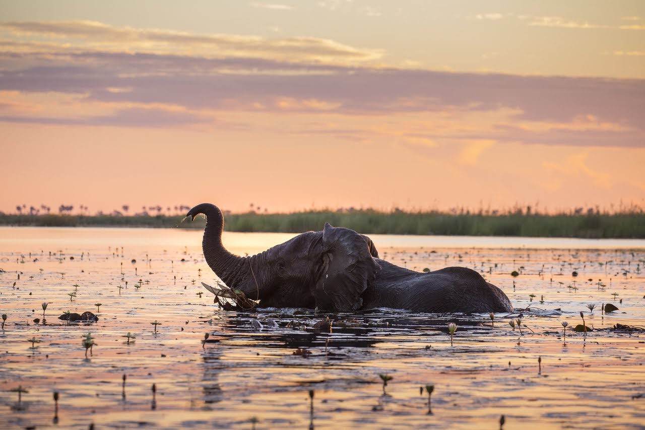 Duma Camp Botswana