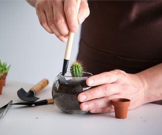 Repotting cactus