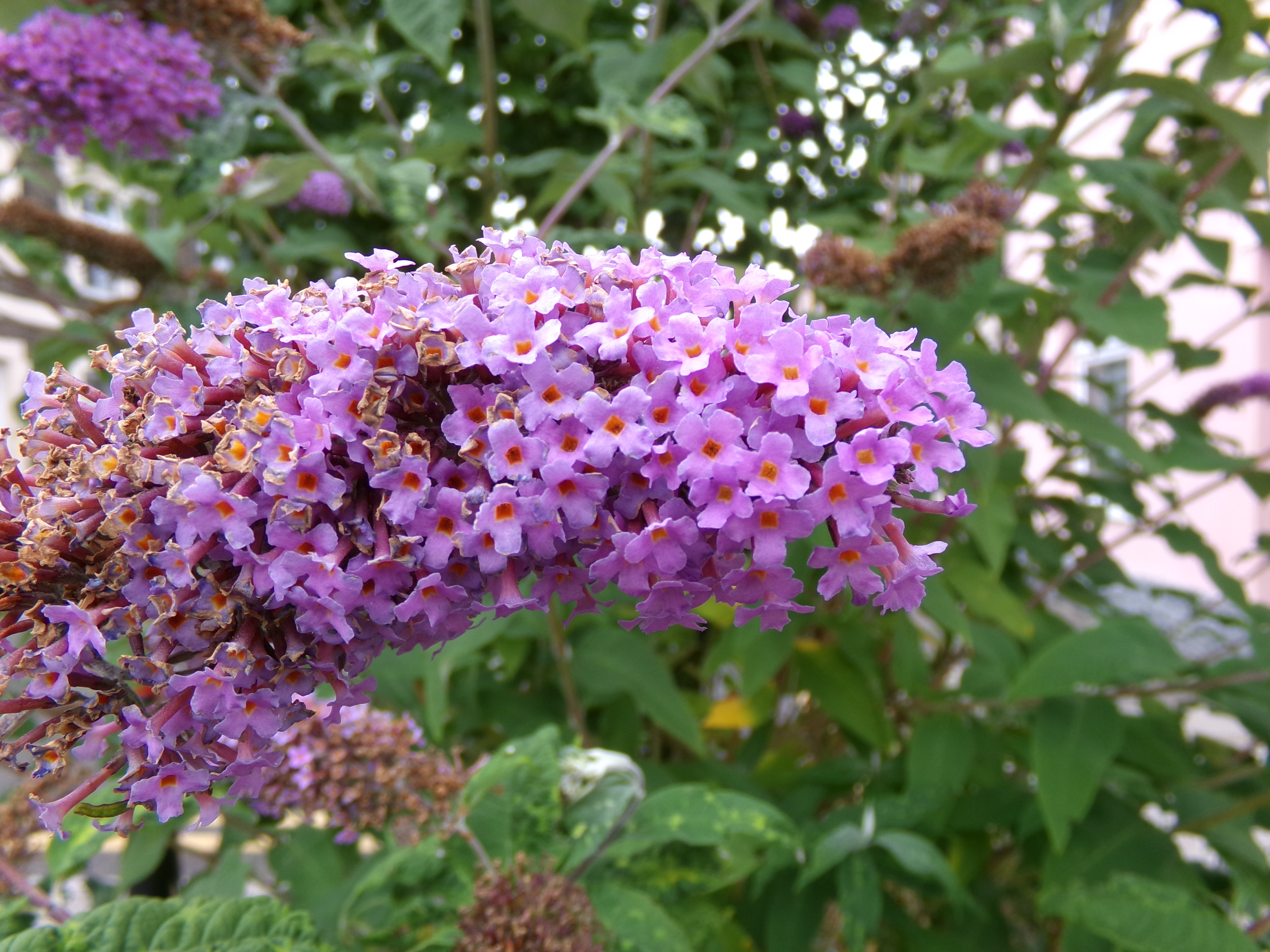 Purple flowers in front of a green leaved bush