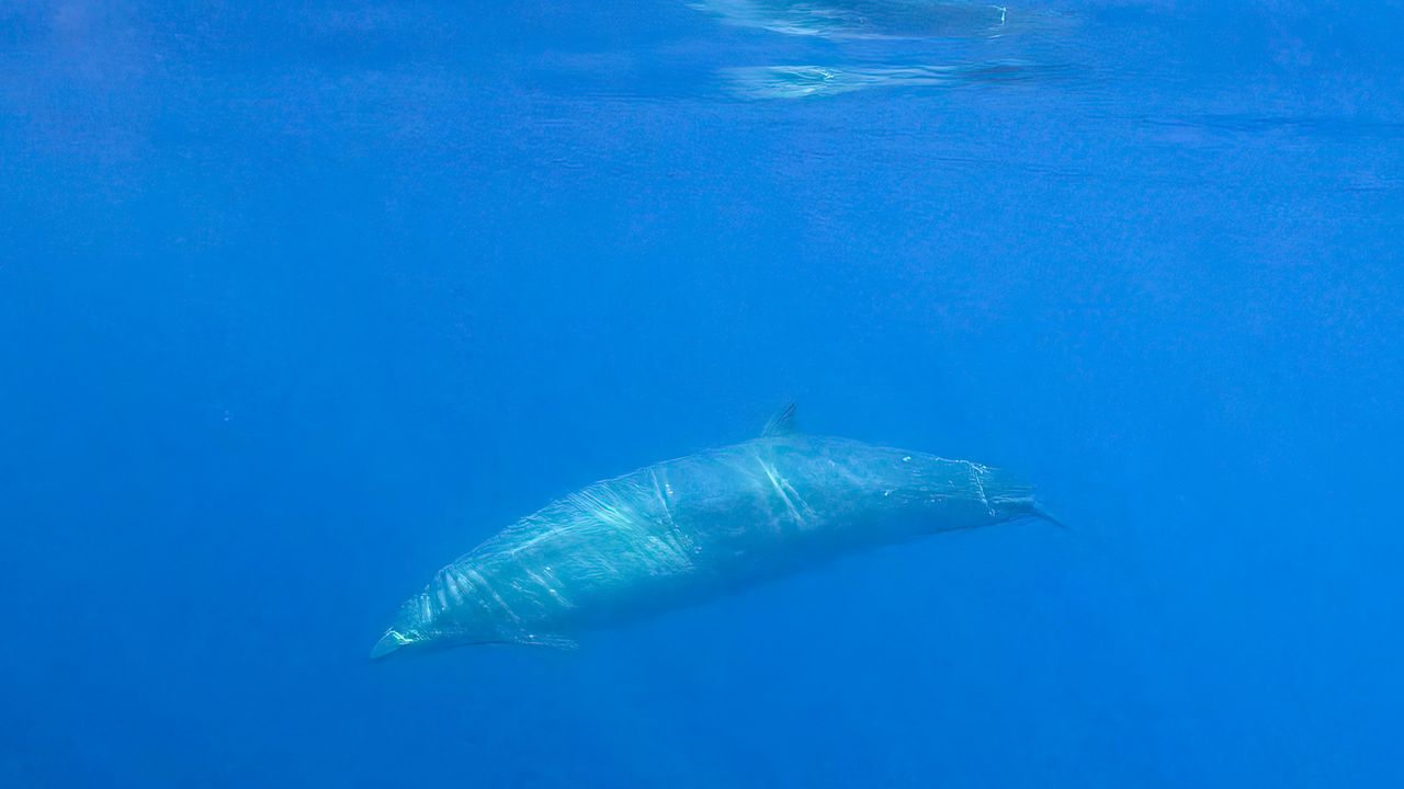 A beaked whale.