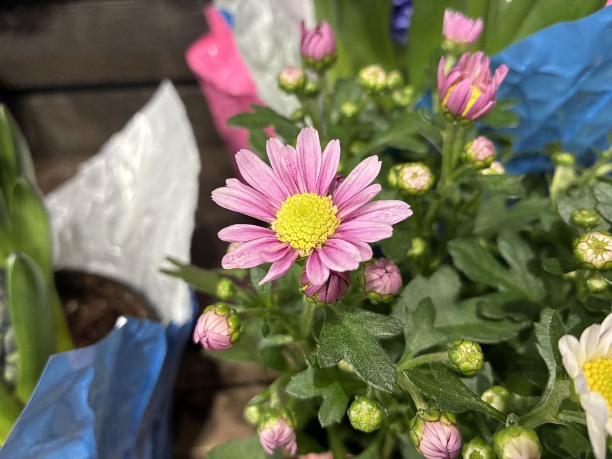 Apple iPhone 16e macro sample.