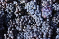 Nebbiolo grapes