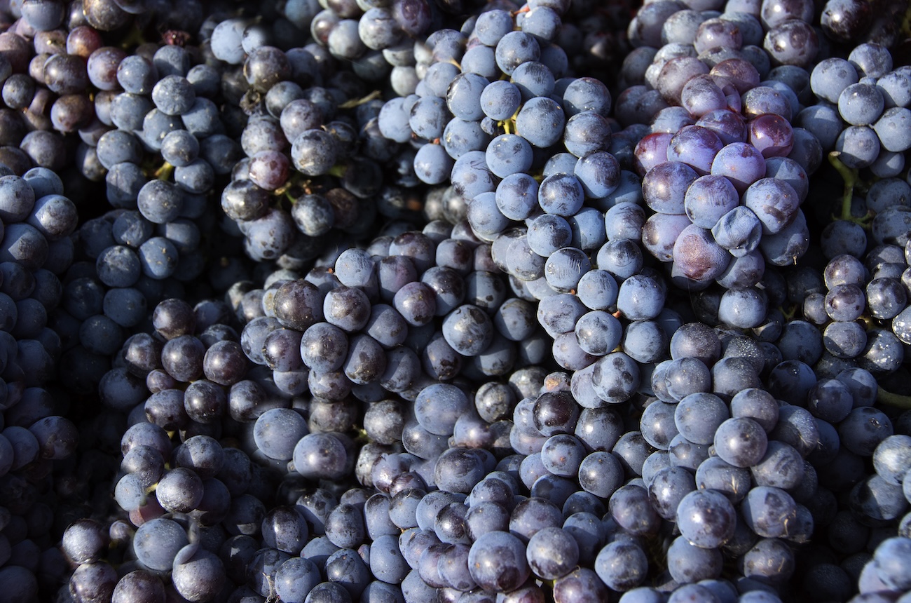 Nebbiolo grapes