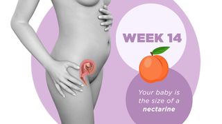 Pregnancy week by week 14