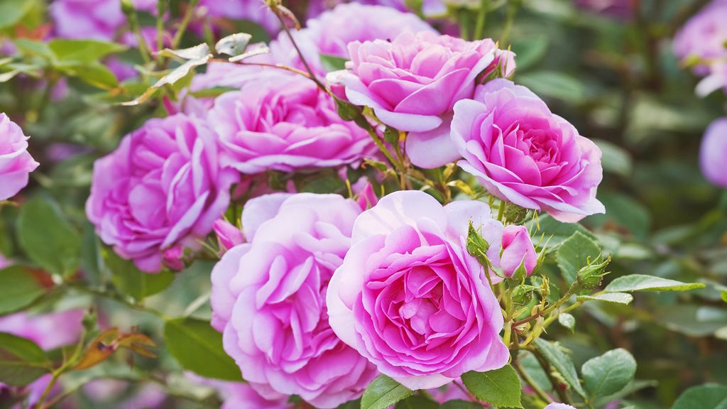 Best Romantic Old Garden Roses To Grow For A Dreamy Display | Gardening ...