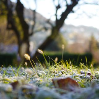 Frosty grass lawn in winter