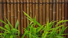 best bamboo fencing