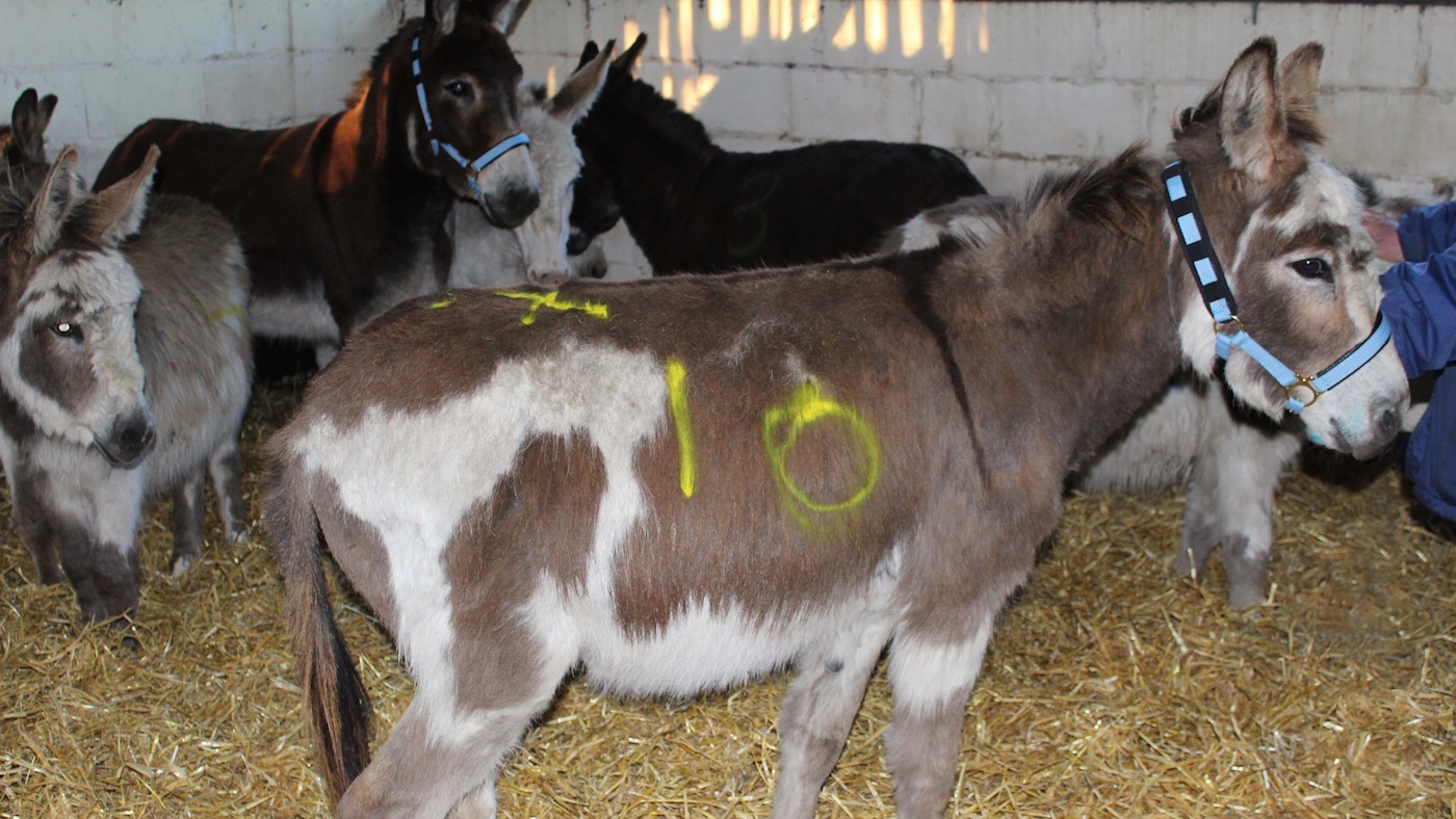 Rescue-donkeys-2.-Credit-The-Donkey-Sanctuary-copy.jpg