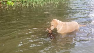 dog saves fawn from drowning