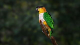 Caique