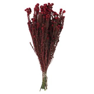 Vickerman 16-22" Red Cotton Phylica Flower