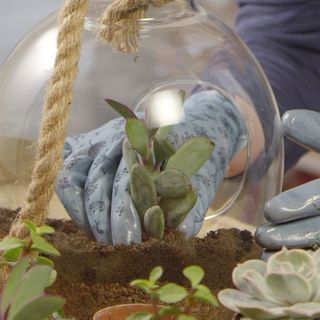 terrarium with plant