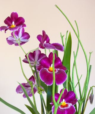 Purple-flowering pansy orchid with green foliage