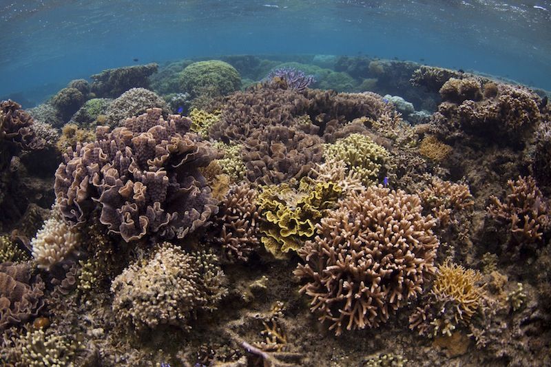 Corals in a marine protected area