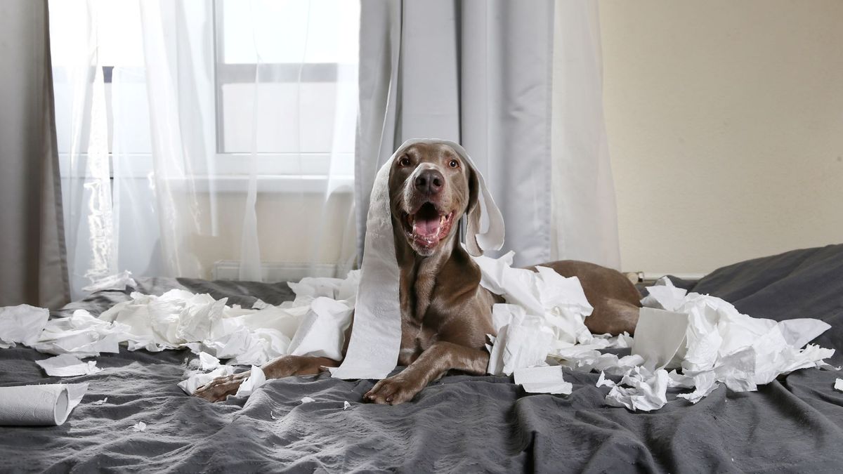 7 weird things that dogs do that are actually completely normal