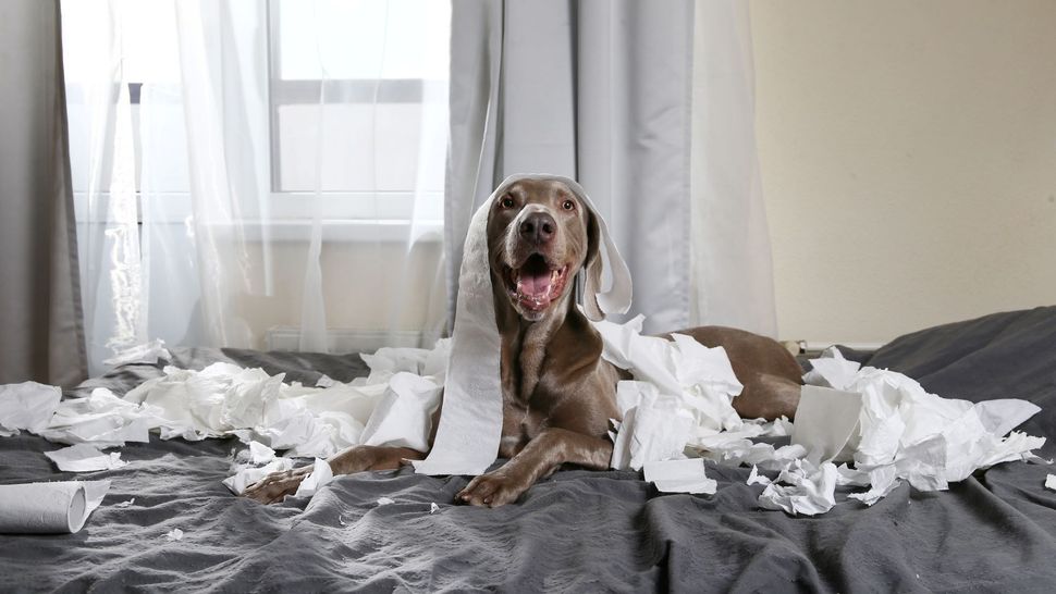Weird things that dogs do that are actually completely normal PetsRadar