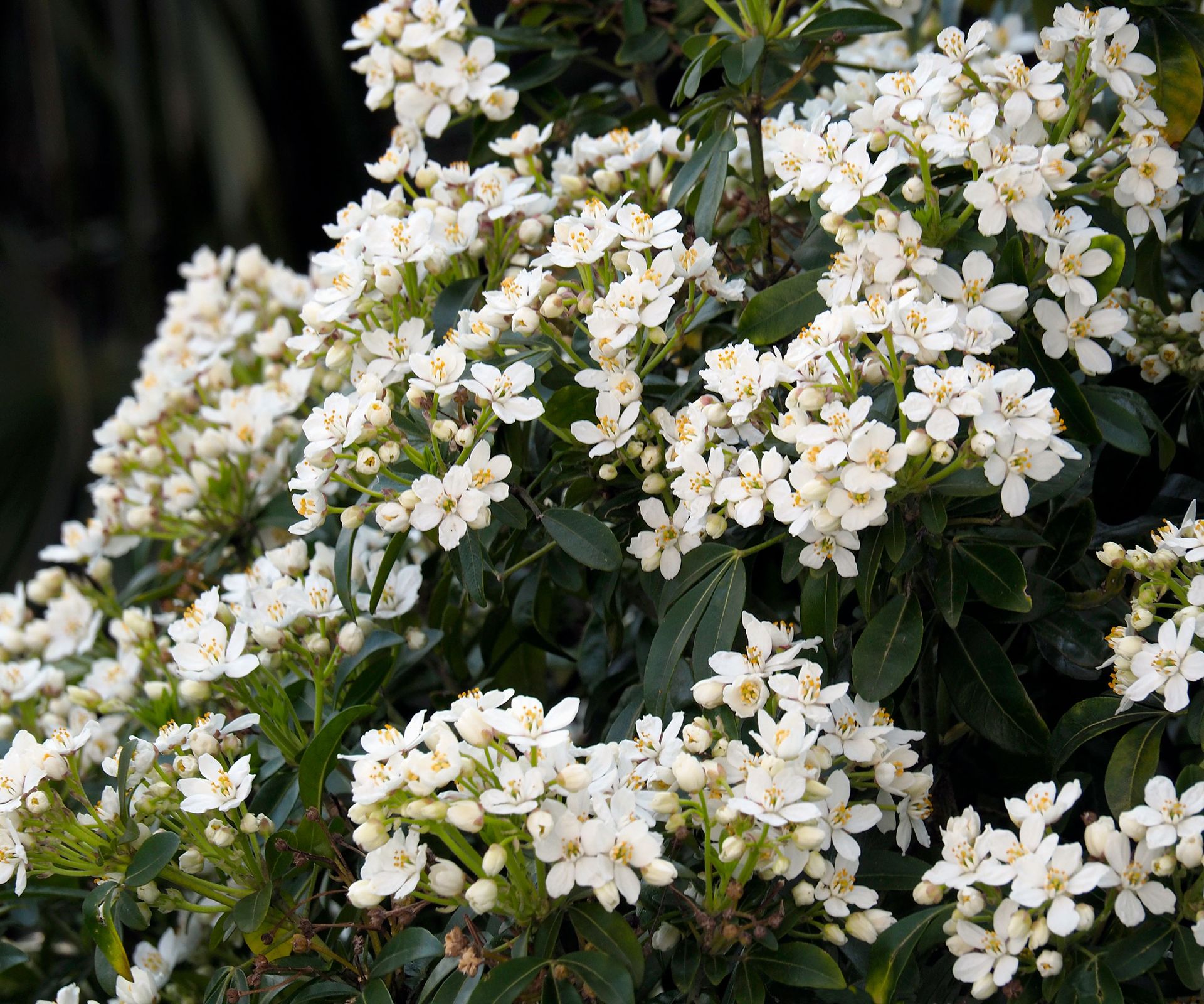white flowers on a choisya ternata in spring