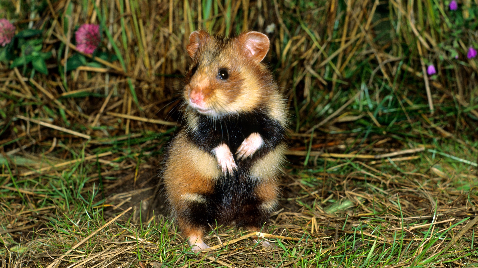 European black-bellied hamster