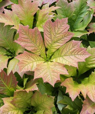Large palmate leaves of Rodgersia podophylla