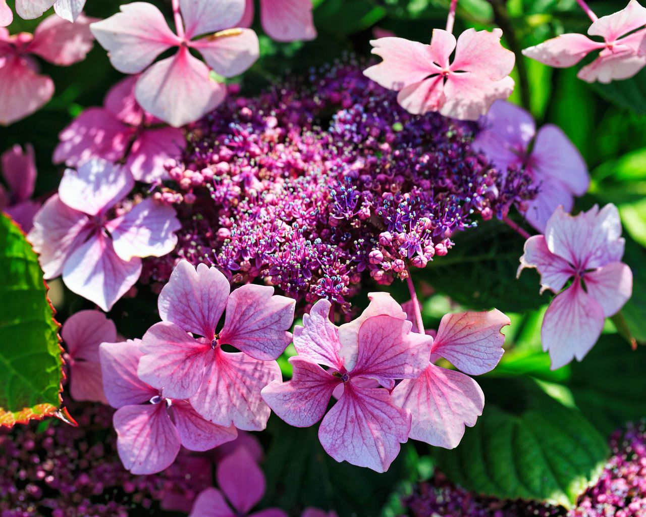 Best Hydrangea By Zone Find The Right One For Your Climate