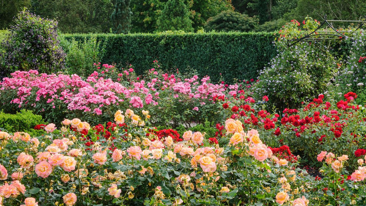 RHS Rosemoor Queen Mother&#039;s Rose Garden