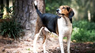 Treeing walker coonhound