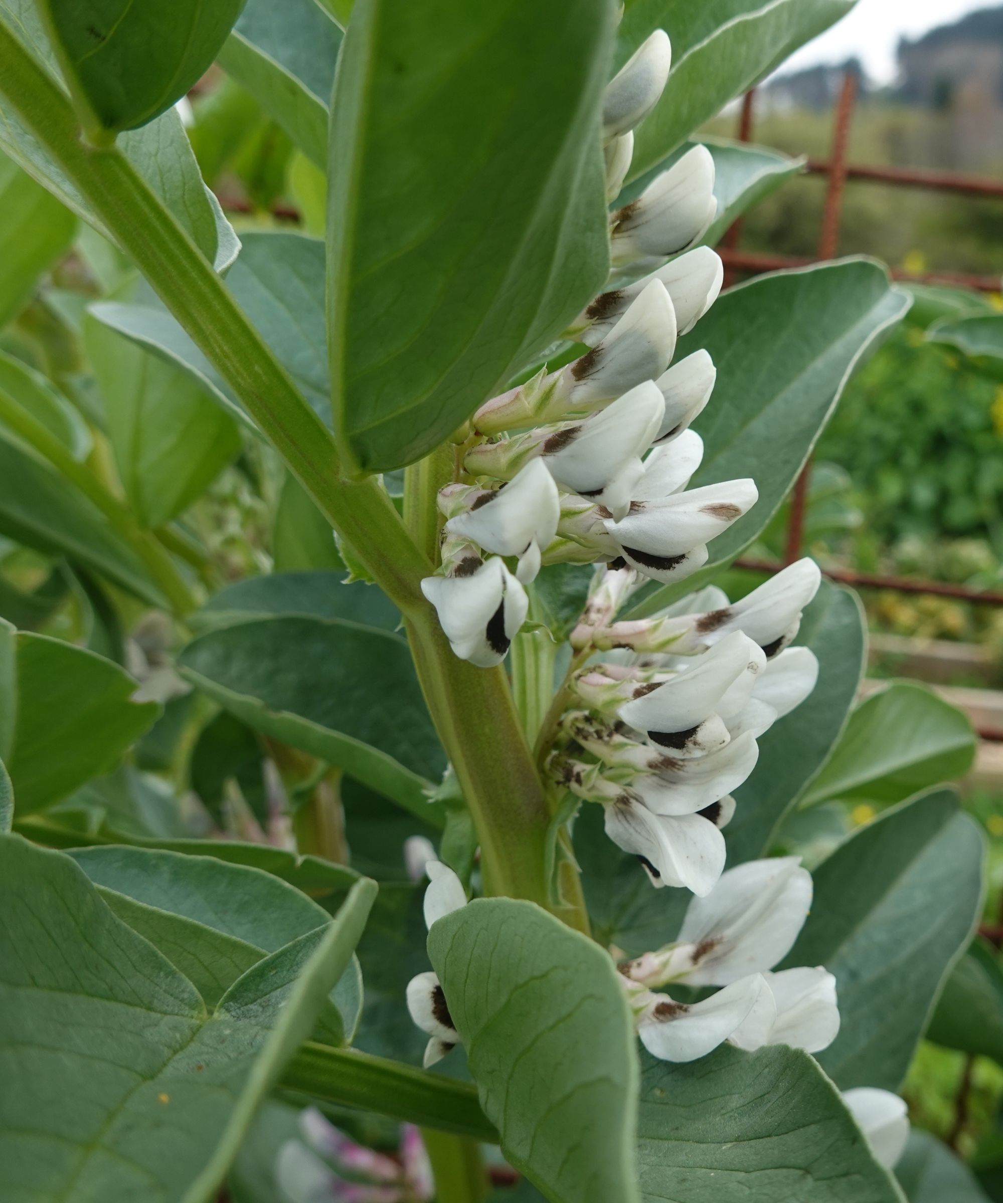 Flowering fava bean plant