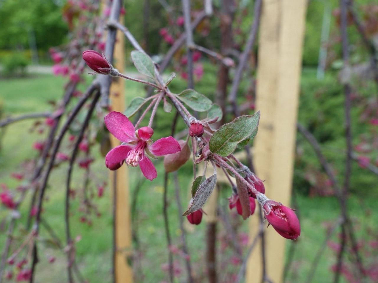 Weeping Crabapple Plant