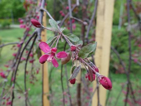 Weeping Crabapple Plant