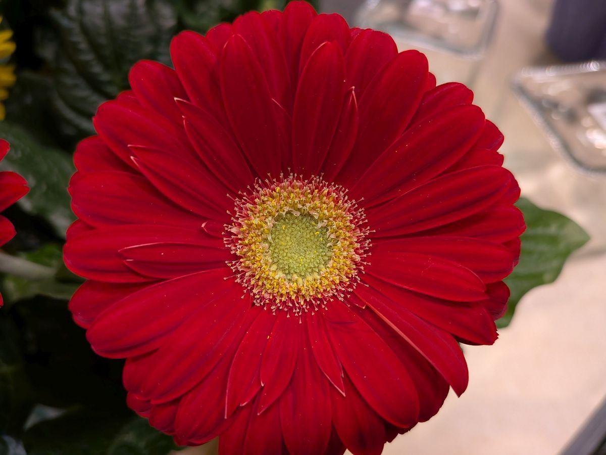 Google Pixel 9a macro sample.