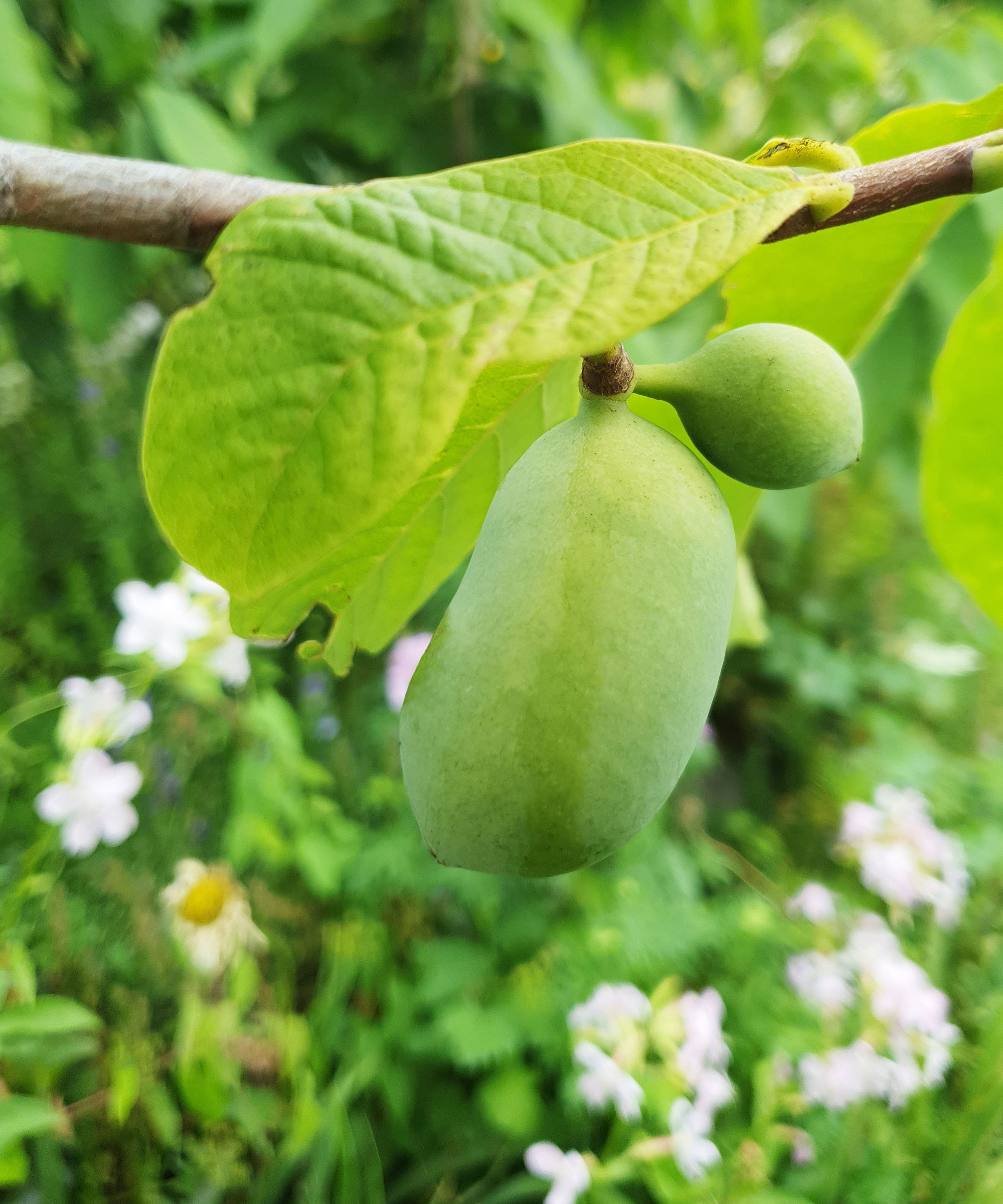 green pawpaw fruit growing on tree
