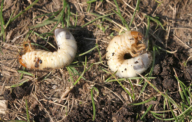 chafer grubs
