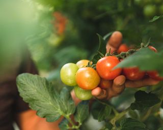 tomato crop