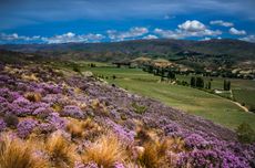 Demand for New Zealand wine in 2021