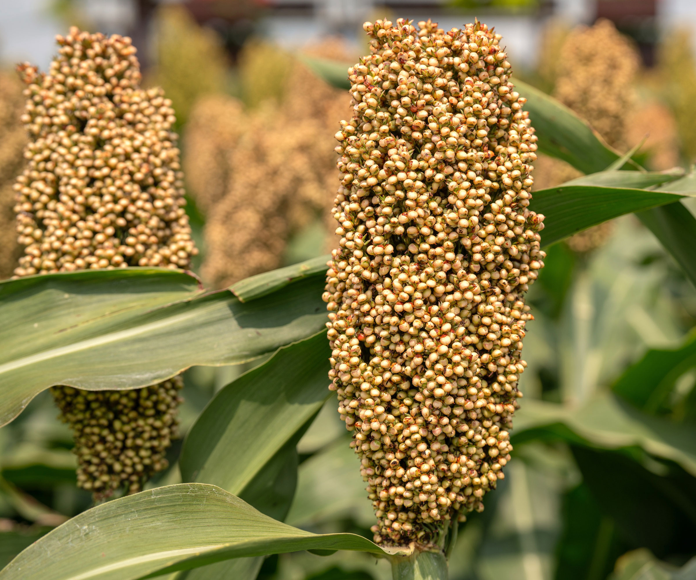 sorghum plants with yellow cluster grain heads