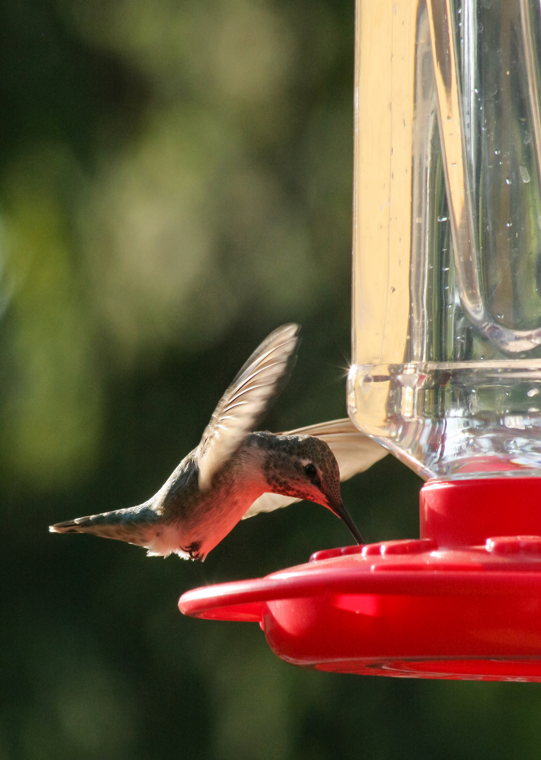 hummingbird on a feeder