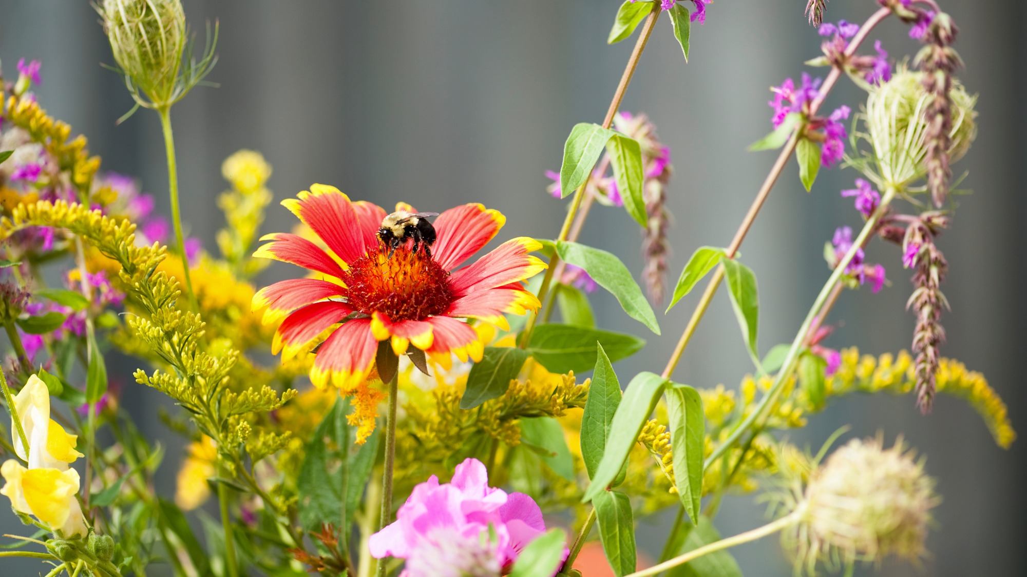 Bee on flowers in pollinator garden