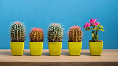 Five cacti in pots in a row. The fifth cactus is blooming.